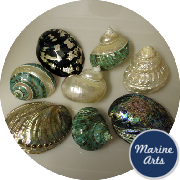 8471 - Luxury Shell Collection (8 Shells)